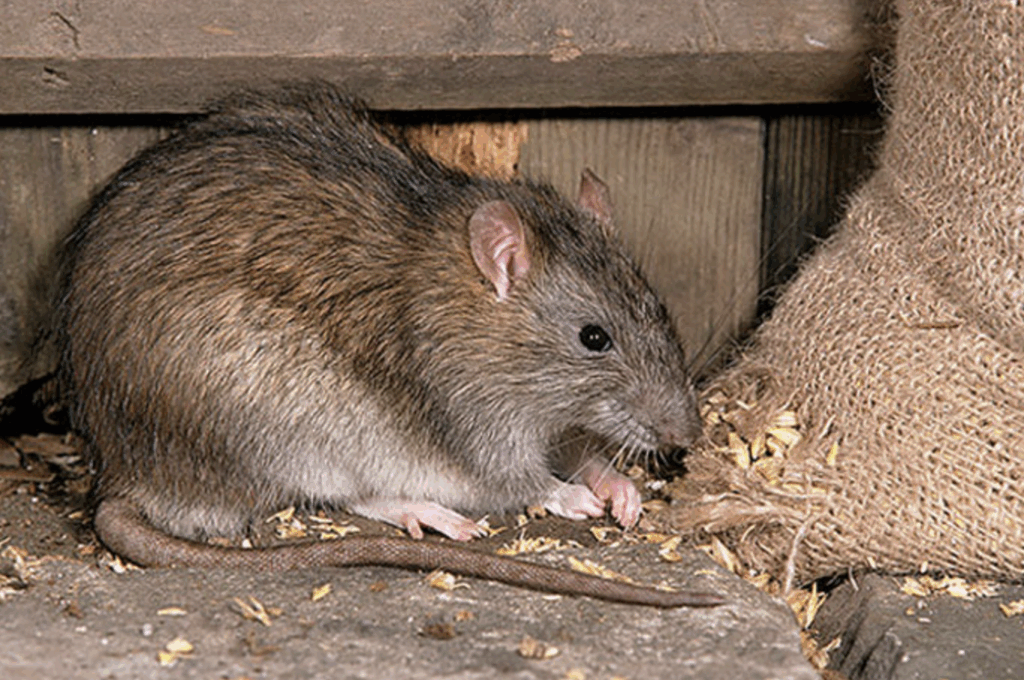 Борьба с крысами