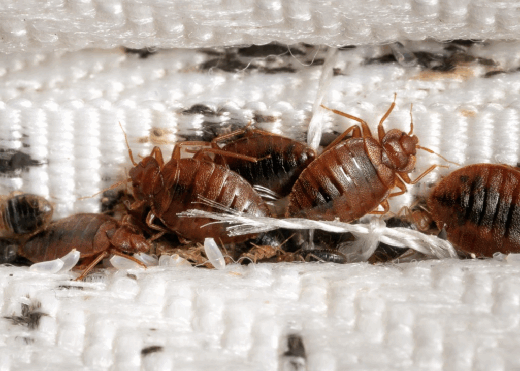 Уничтожение клопов