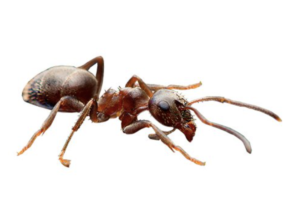 уничтожение муравьев