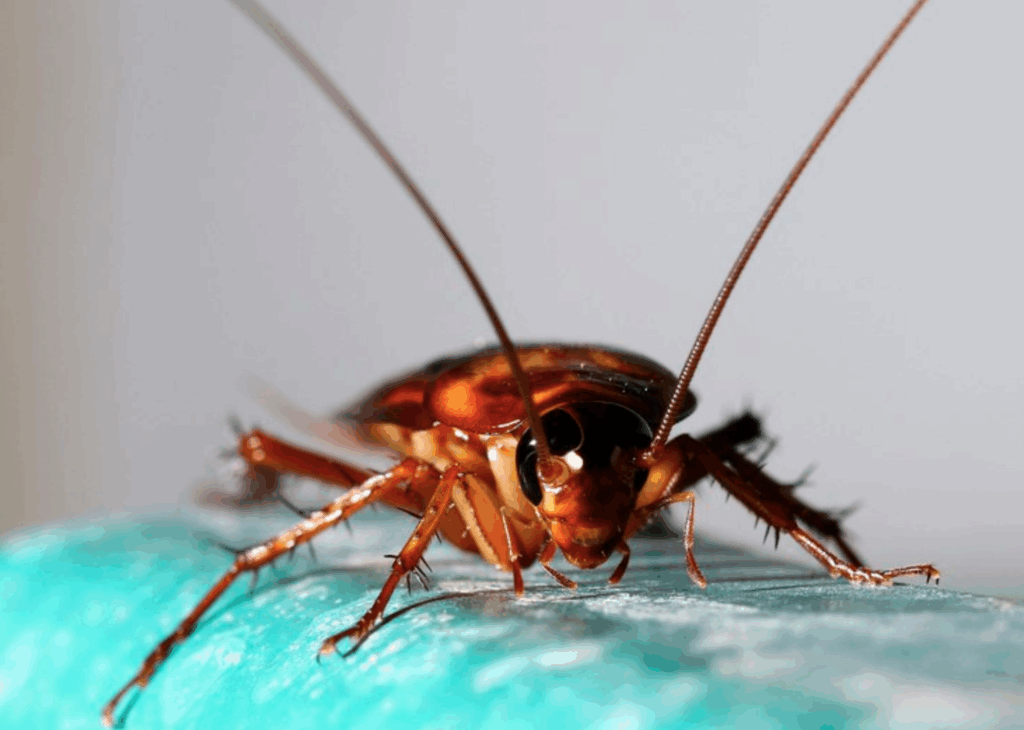 Уничтожение тараканов