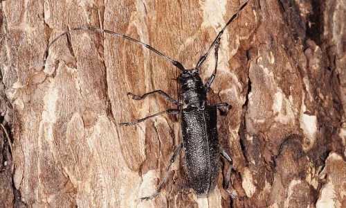 Уничтожение короедов: методы обработки и дезинфекции